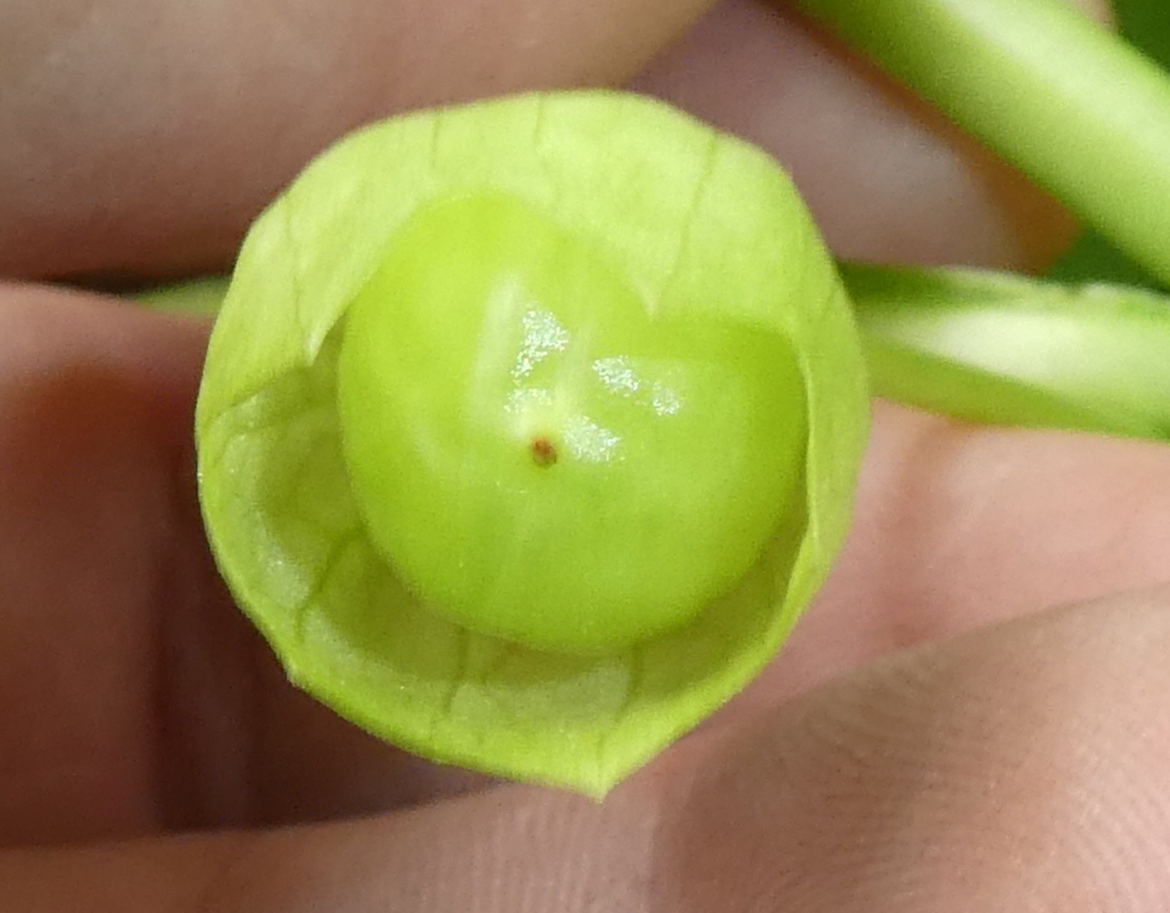 Scopolia carniolica / Scopolia della Carniola